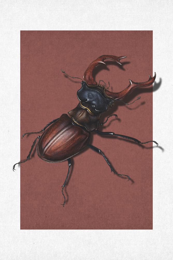 Majestic Stag Beetle by Marja van den Hurk — canvas wall art