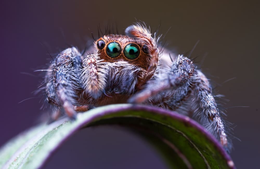 Green-Eyed Jumping Spider by Summer2016 — canvas wall art