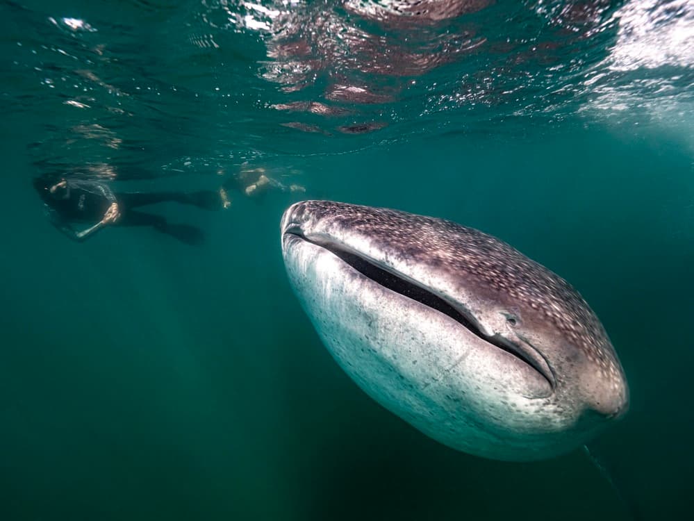 Whale Shark Encounter by Serge Melesan — canvas wall art