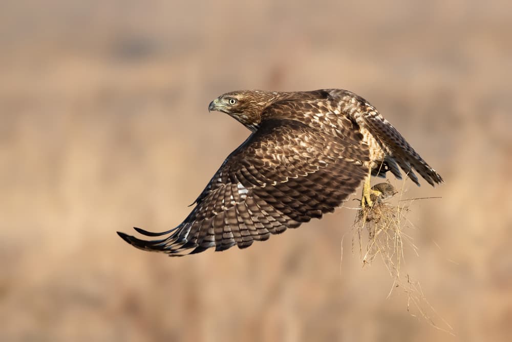 Wild Hawk Carrying Prey by Bill Lu — canvas wall art