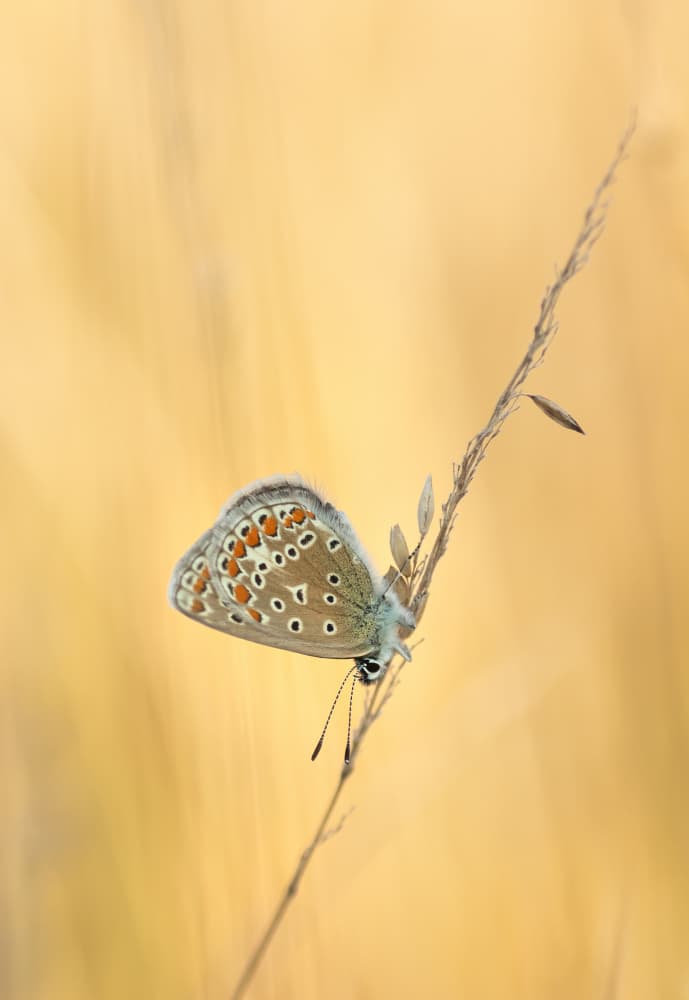 Golden Hour Butterfly by Ytje Veenstra — canvas wall art