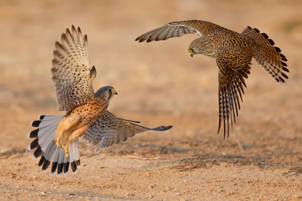 Kestrels In Flight by David Manusevich — canvas wall art