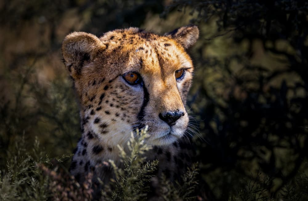 Cheetah's Watchful Gaze by Songhu Yan — canvas wall art