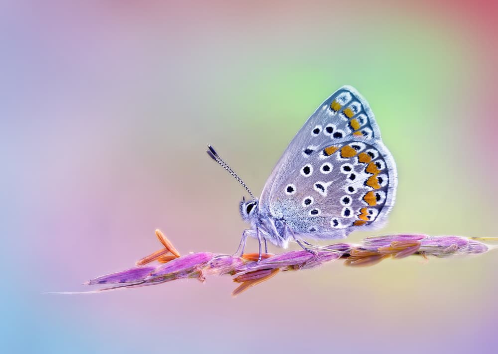 Serene Blue Butterfly by Fabrizio Daminelli — canvas wall art