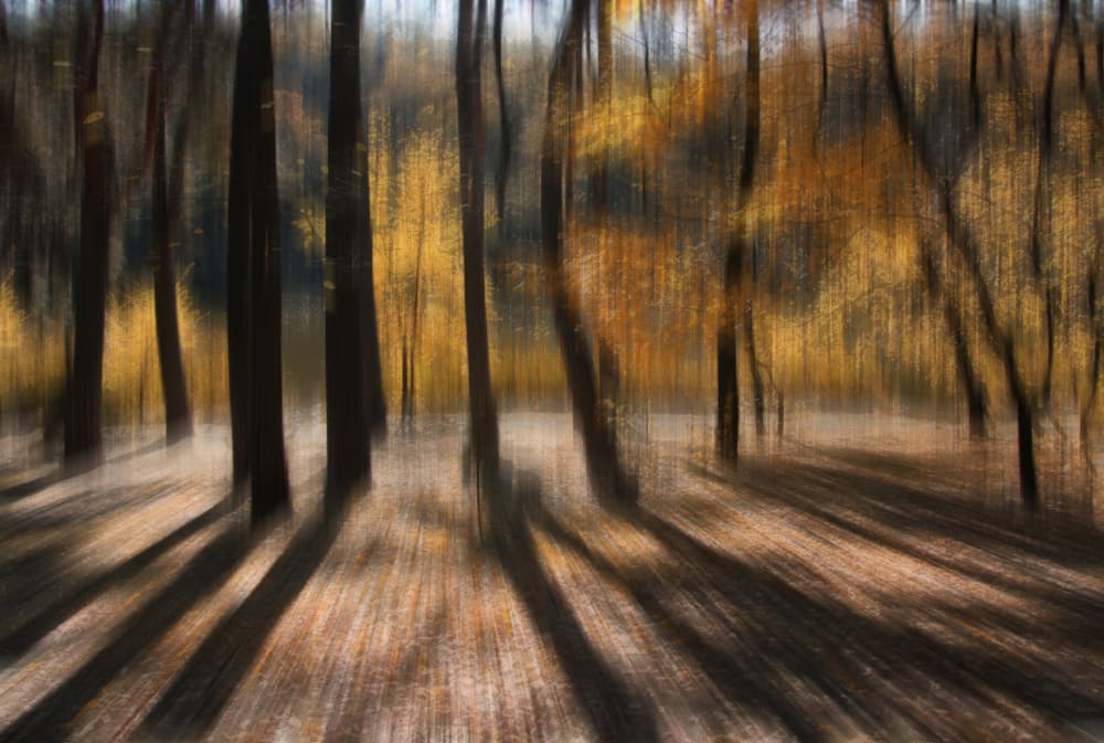 Golden Forest Dream by Alexander Kiyashko — canvas wall art