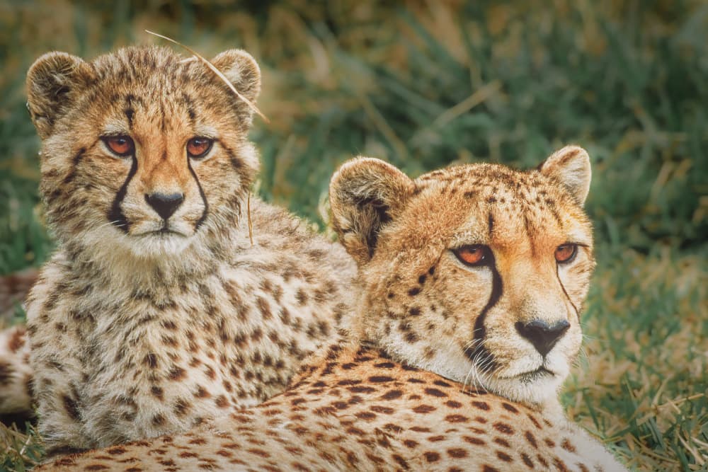 Cheetah Mother and Cub by Jeffrey C. Sink — canvas wall art