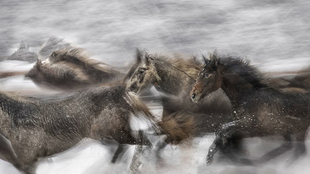 Wild Horses Running Snow by Milan Malovrh — canvas wall art