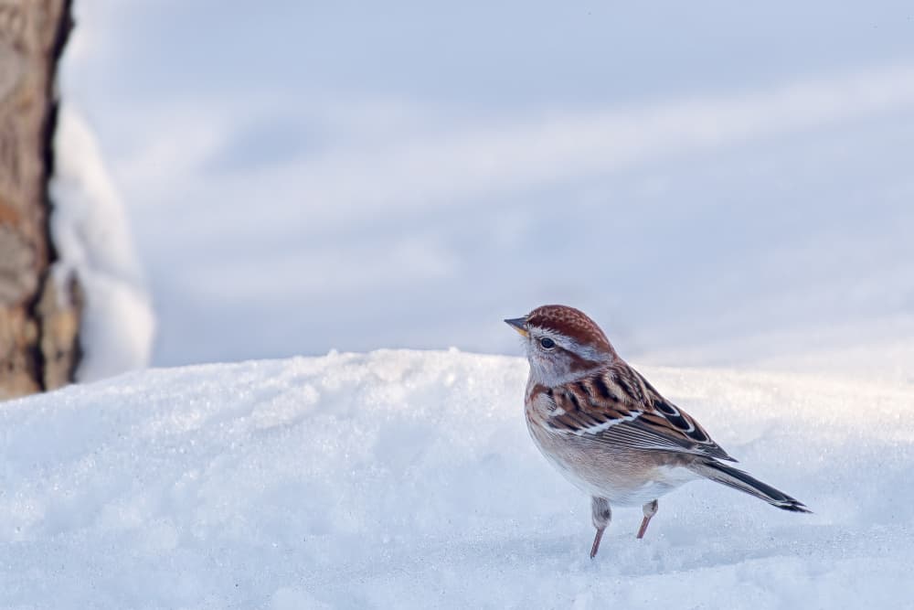 Winter Sparrow by Lucie Gagnon — canvas wall art