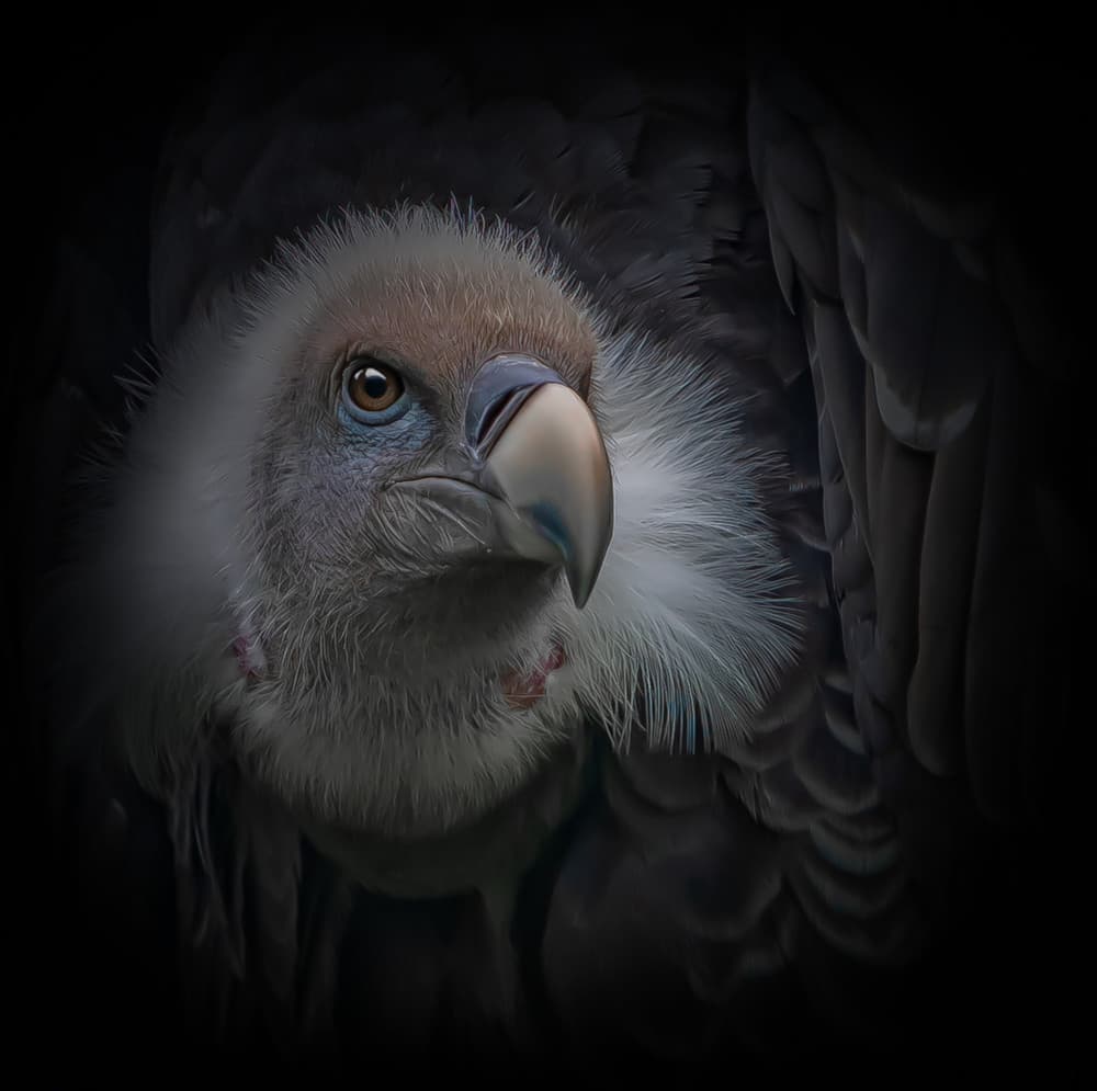 Intense Vulture Gaze by Natascha Worseling — canvas wall art