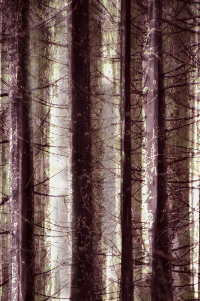 Ethereal Forest Light by Christina Sillen — canvas wall art