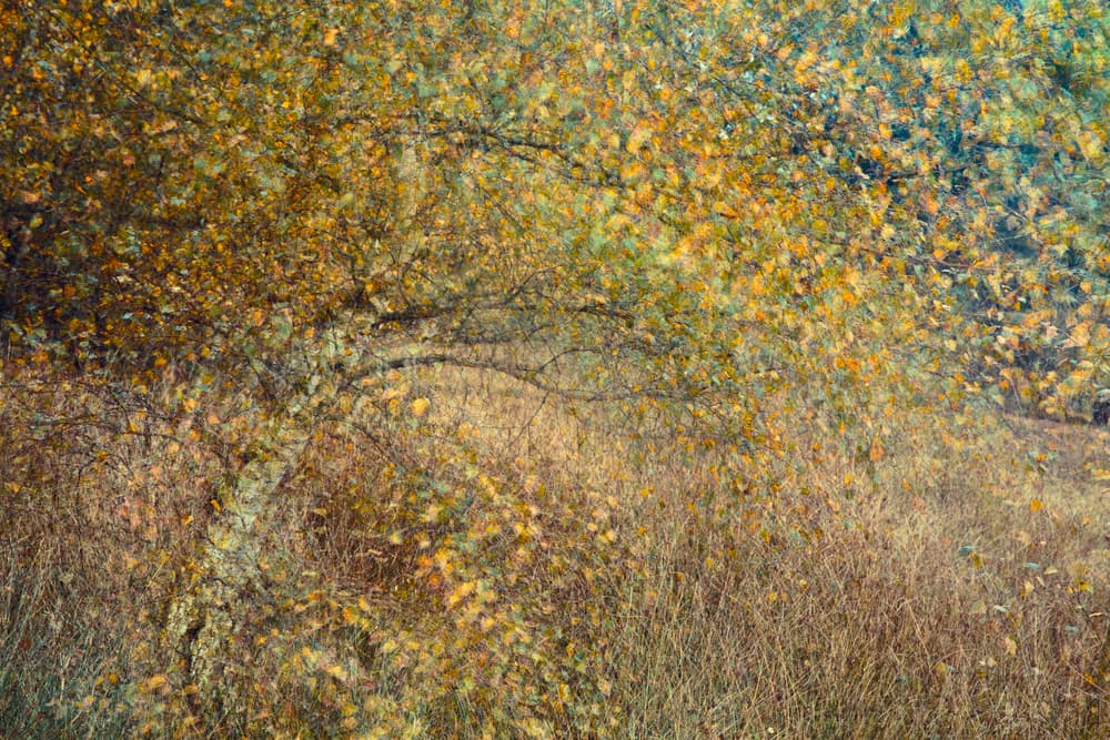 Golden Autumn Leaves by Anton van Dongen — canvas wall art