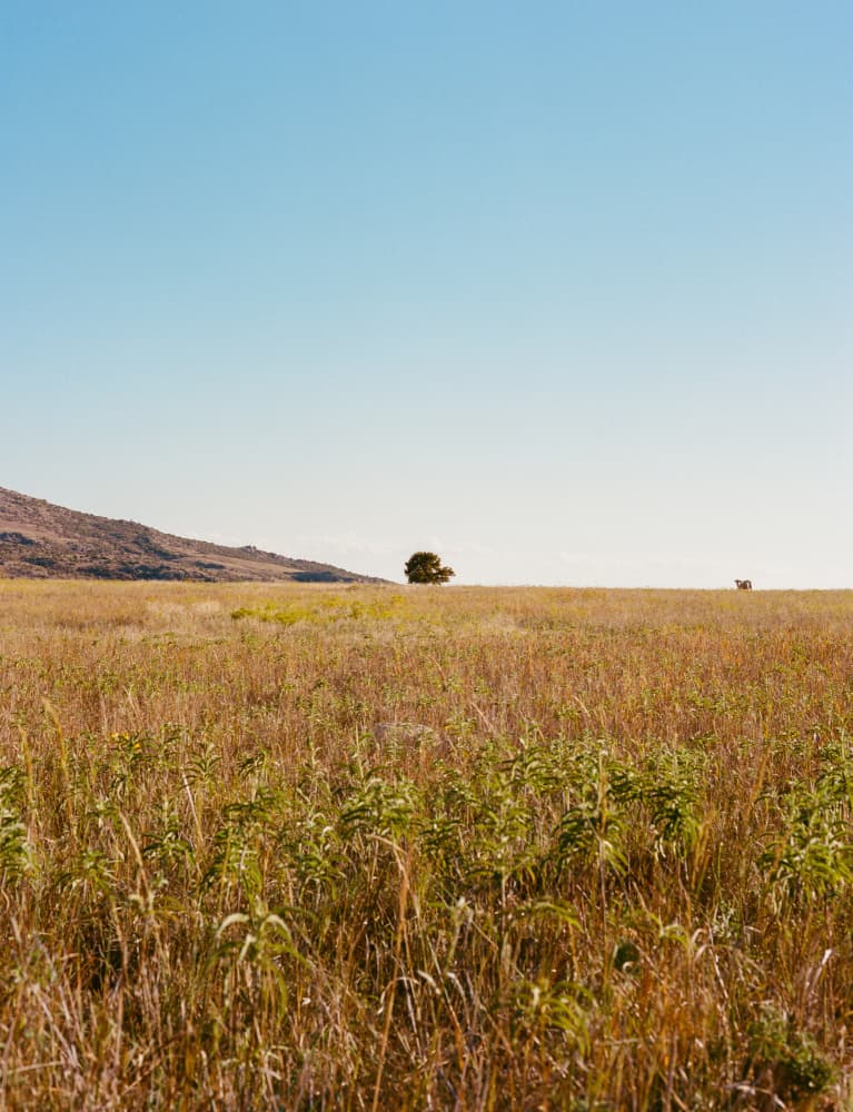 Lone Tree Golden Prairie by Bethany Young — canvas wall art