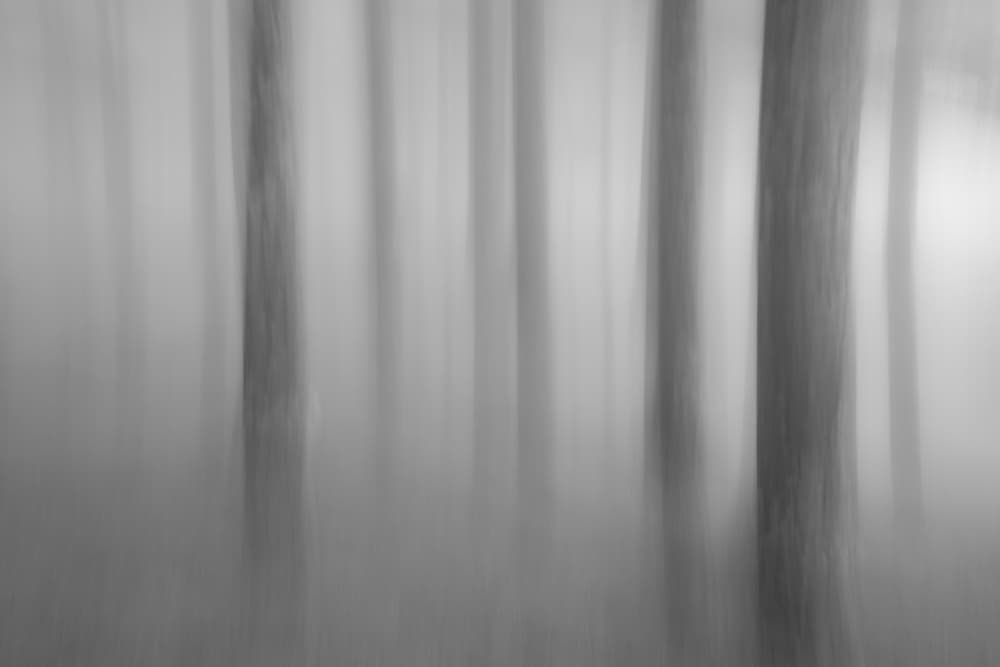 Blurred Forest Trees by Masaki Sugita — canvas wall art