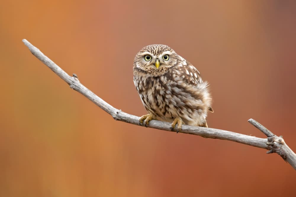 Watchful Little Owl by Milan Zygmunt — canvas wall art
