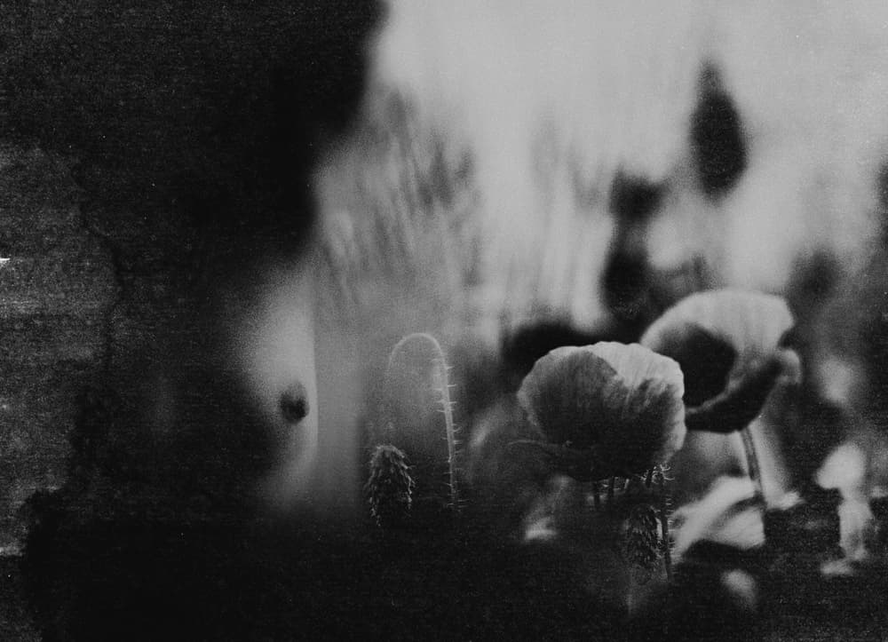 Sensual Forms and Poppies by Bogdan Bouşcă — canvas wall art