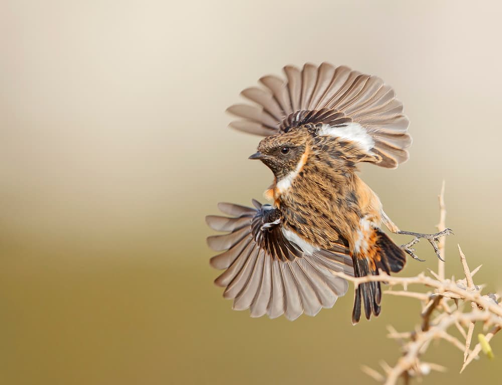 Wild Bird Spreading Wings by Shlomo Waldmann — canvas wall art