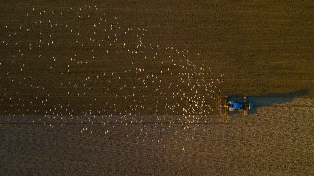 Tractor And Flying Birds by Kutub Uddin — canvas wall art