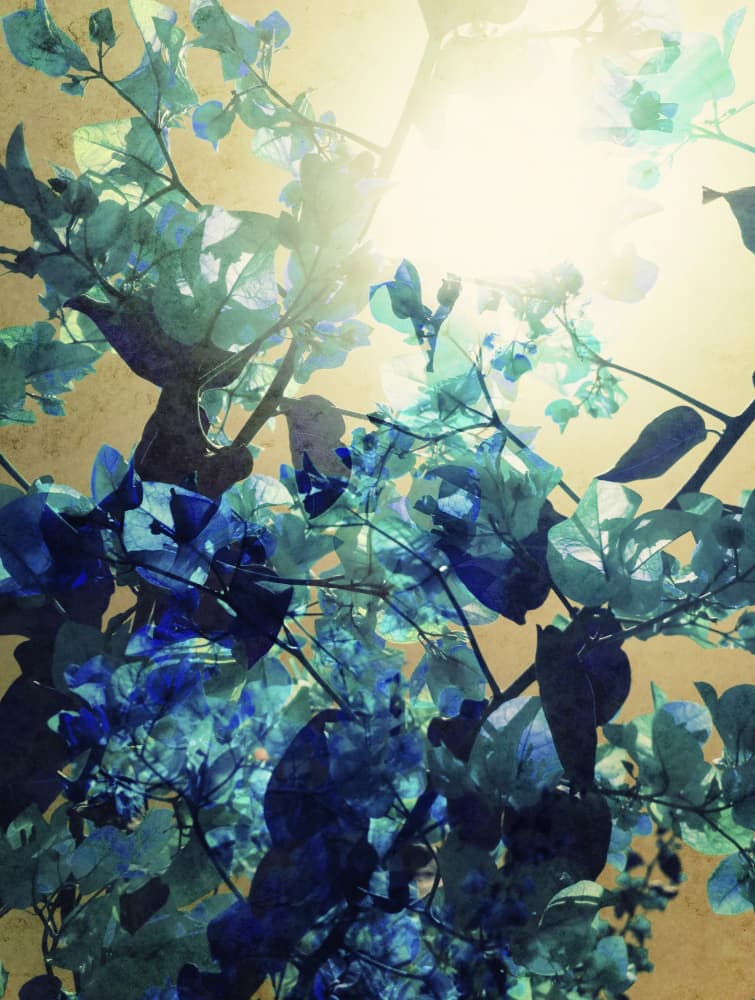 Golden Bougainvillea Glow by Angelo Cerantola — canvas wall art