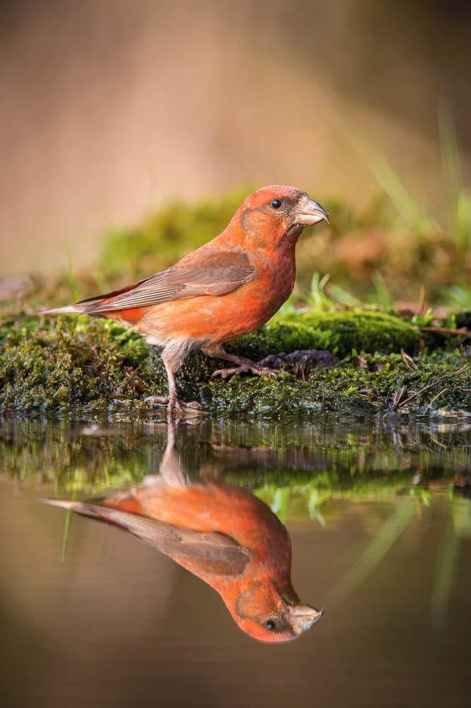 Vivid Bird Reflection by Petr Simon — canvas wall art