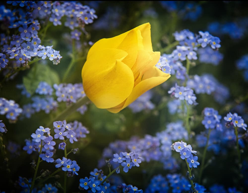 Golden Tulip Blue Blooms by Anna Cseresnjes — canvas wall art