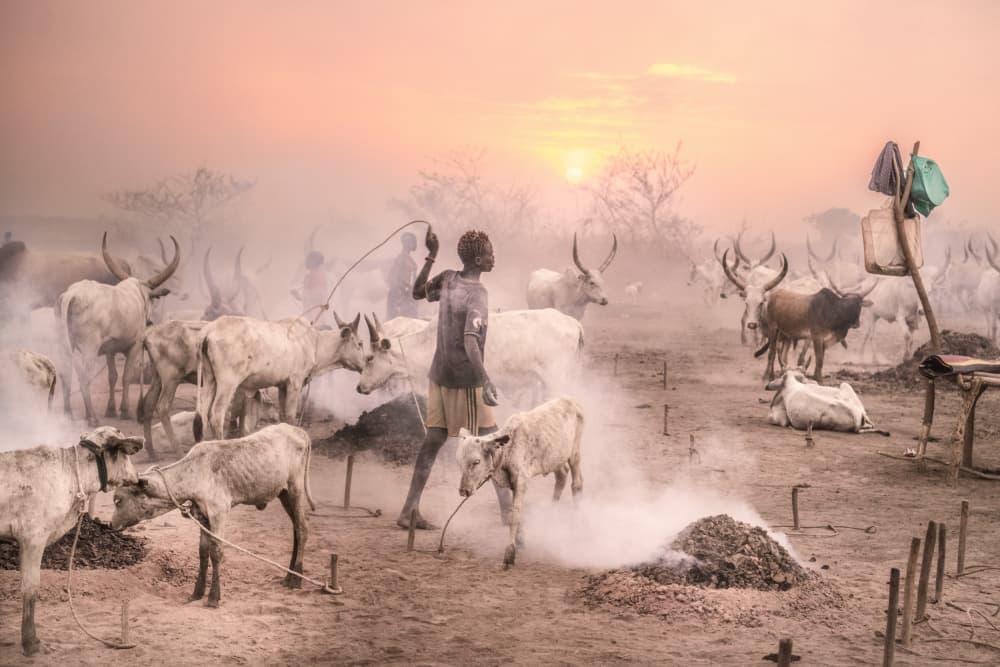African Cattle Camp Morning by Trevor Cole — canvas wall art