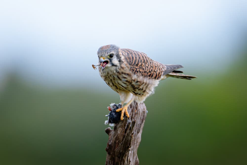 Kestrel Eating Prey by Johnny Chen — canvas wall art