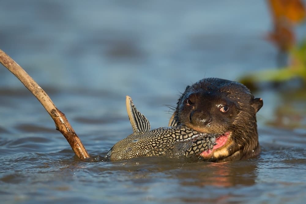 Giant Otter's Catch by Marco Pozzi — canvas wall art