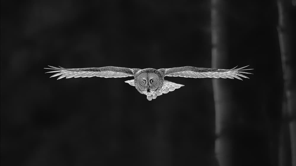 Intense Owl Flight by Jun Zuo — canvas wall art