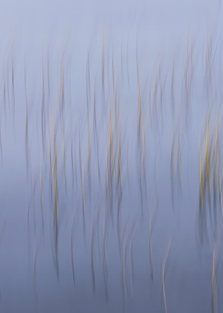 Dreamy Pastel Reeds by Hamed Bank — canvas wall art