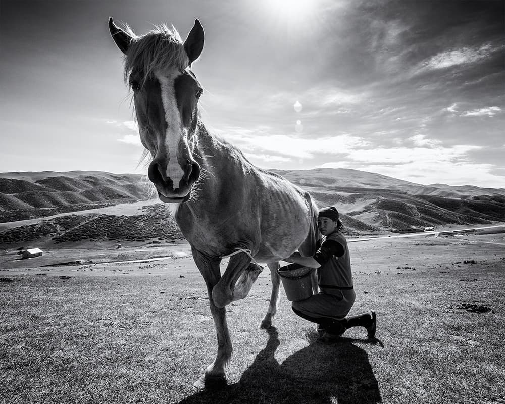 Horse Milking Sunlight by Marcel Rebro — canvas wall art