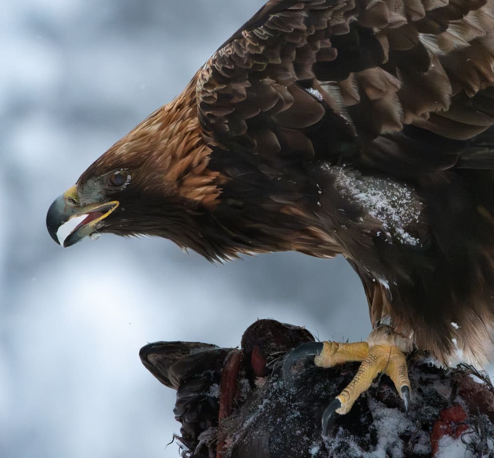 Golden Eagle Winter by Erik Engström — canvas wall art
