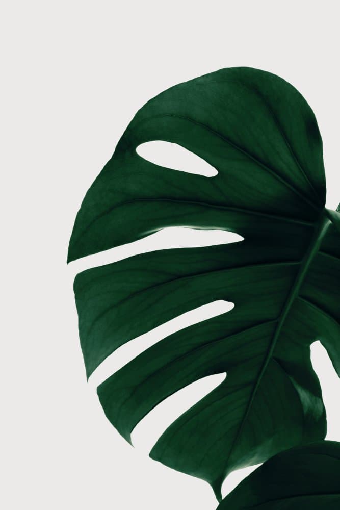 Deep Green Monstera by Pictufy Studio III — canvas wall art