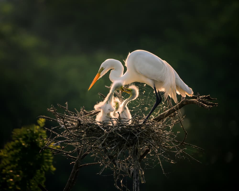 Great Egret Family Nest by Anna Zhang — canvas wall art