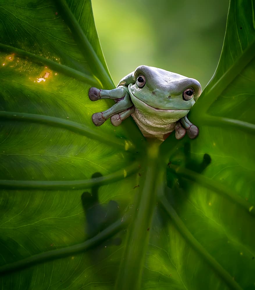 Happy Green Treefrog by Fauzan Maududdin — canvas wall art