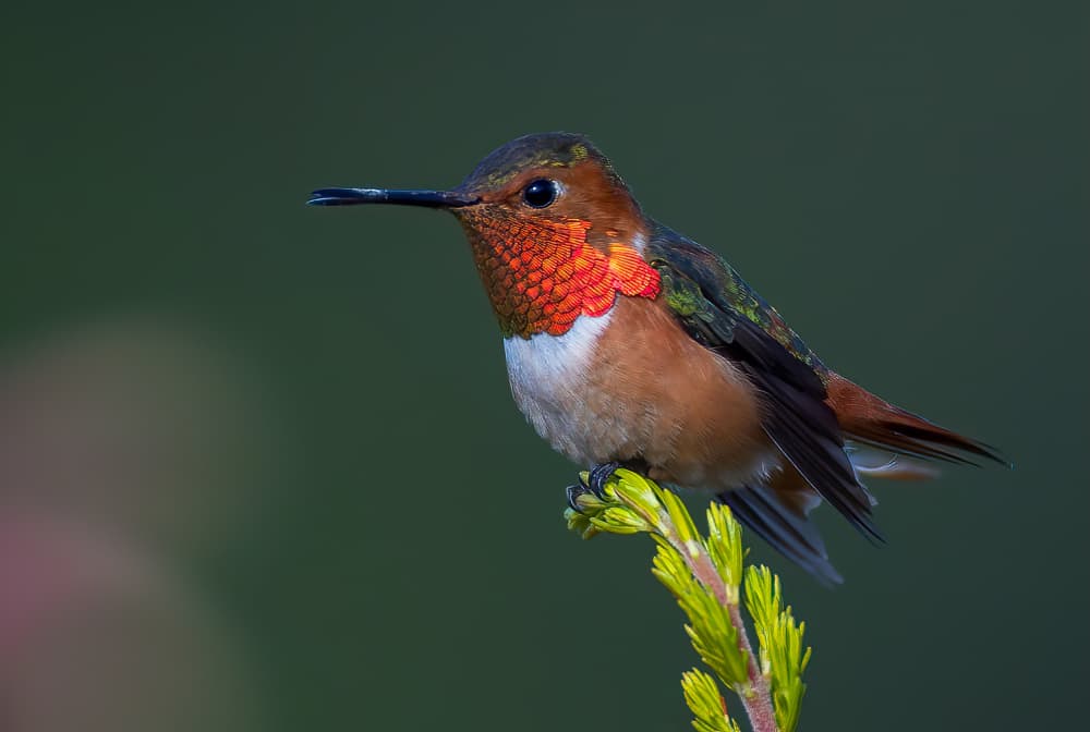 Vibrant Rufous Hummingbird by Johnson Huang — canvas wall art