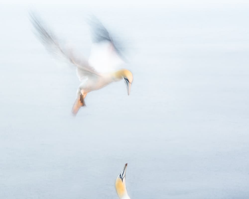 Ethereal Gannet Flight by Piet Haaksma — canvas wall art