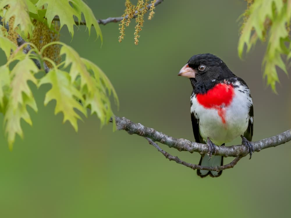 Vibrant Grosbeak on Branch by Jacob (Jian) Xu — canvas wall art