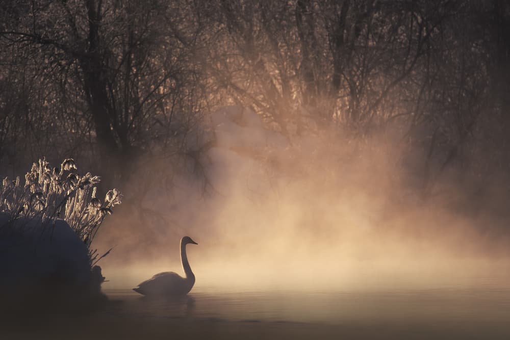 Swan in Golden Mist by Dmitry Kupratsevich — canvas wall art