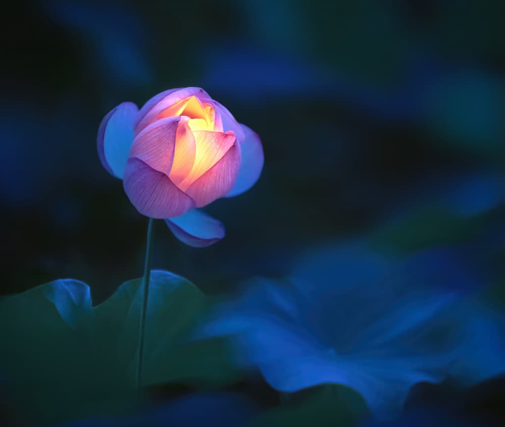 Glowing Lotus Bloom by Catherine Wang — canvas wall art