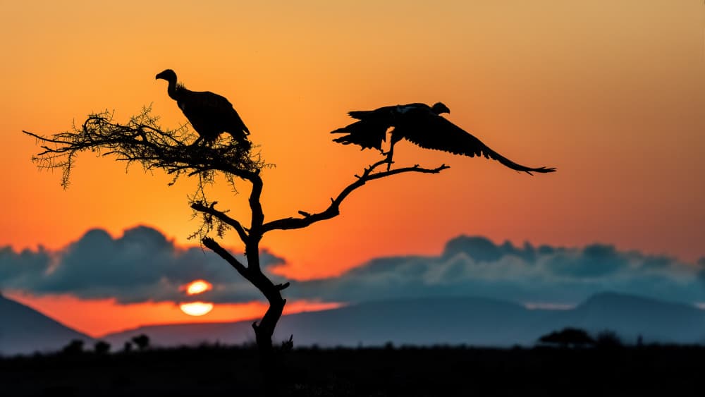 Sunset Vulture Silhouettes by Alessandro Catta — canvas wall art