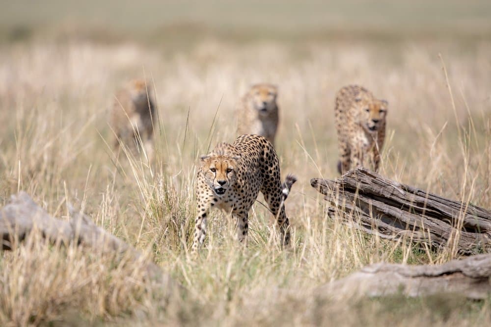 Cheetahs Stalking Savanna by Alessandro Catta — canvas wall art