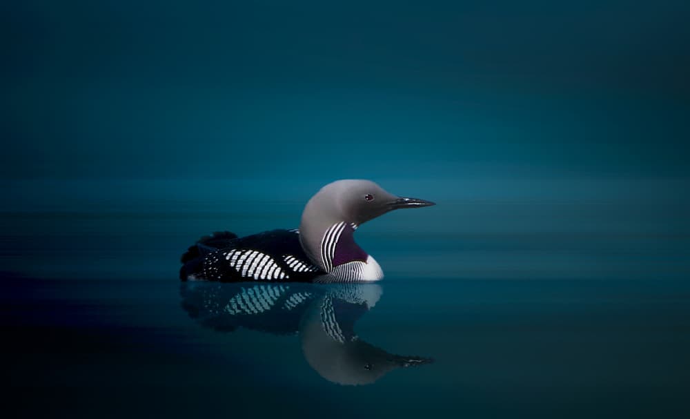 Black - throated Diver by Erik Engström — canvas wall art