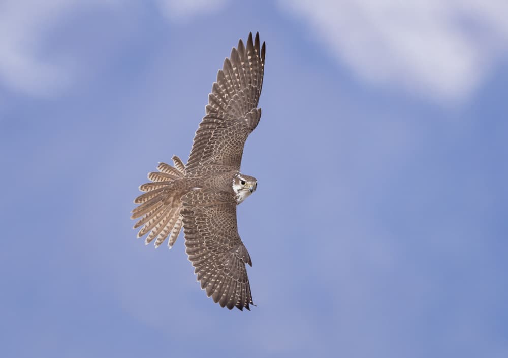 Majestic Falcon Soaring by Greg Barsh — canvas wall art