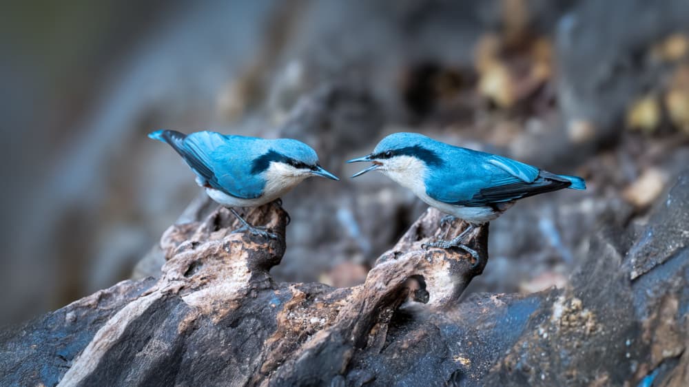 Blue Bird Chatter by tianhuayu — canvas wall art