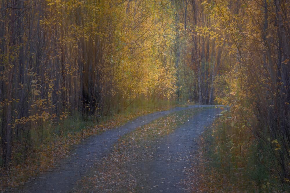 Autumn Forest Path by Xiaohong Zhang — canvas wall art