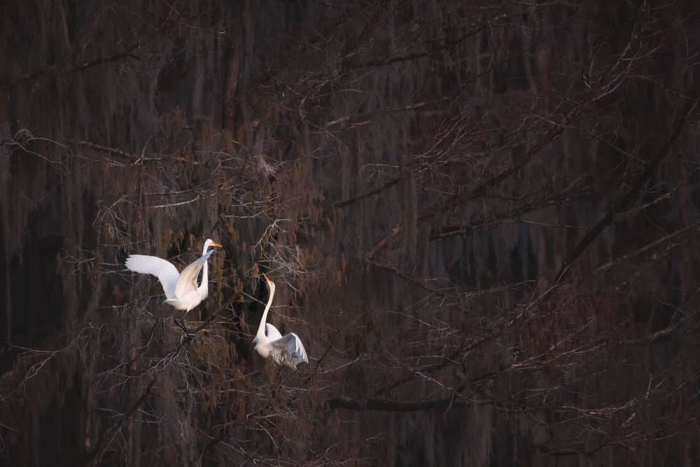 Egrets Among Branches by Ming Chen — canvas wall art