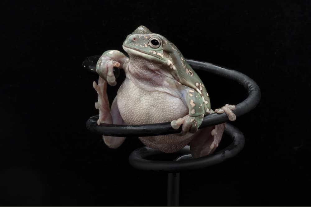Thoughtful Tree Frog by Linda D Lester — canvas wall art