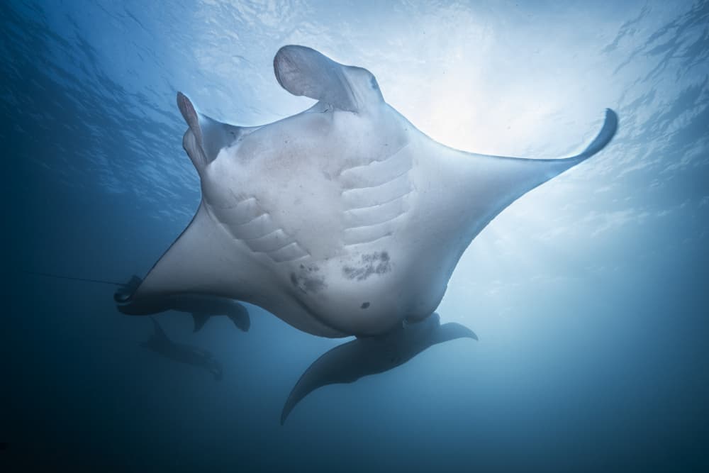 Majestic Manta Ray by Barathieu Gabriel — canvas wall art