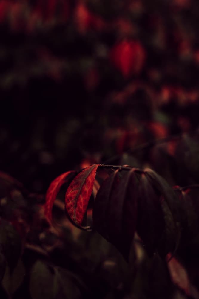 Glowing Red Leaves by Aimee Giles — canvas wall art