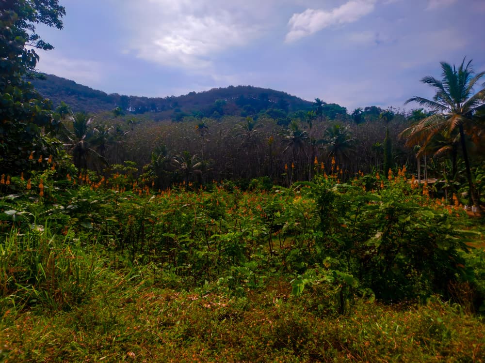 Lush Tropical Hillside Vista by Josie George — canvas wall art